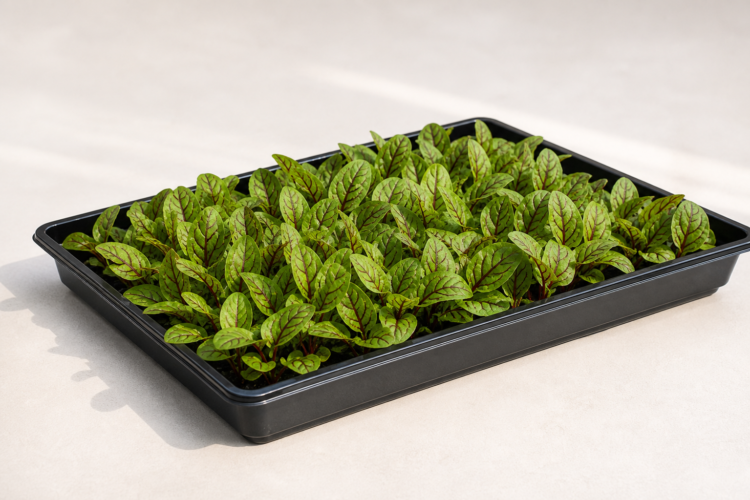 35 x 50 x 5 cm tepside kırmızı damarlı kuzu kulağı babyleaf