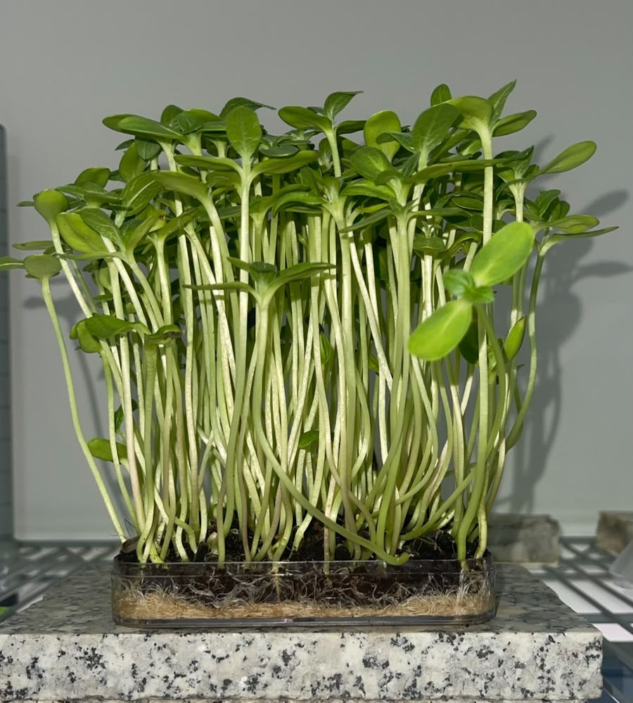 ayçiçeği mikro filiz tohumu 10 gr ayçiçeği mikro filiz tohumu 10 gr