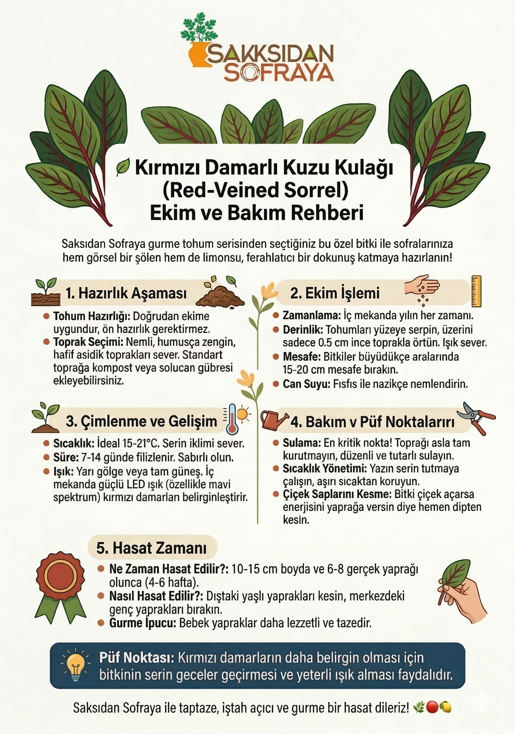 Kırmızı damarlı kuzu kulağı ekim ve bakım rehberi